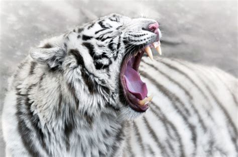 30 Amazing White Tiger Facts for Kids 2025 [With Pictures]