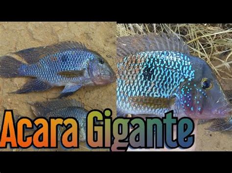 Pesca De Acara Parte 1 YouTube