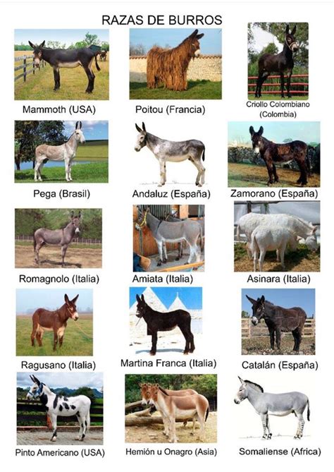 Horses and Donkeys Are Different Species