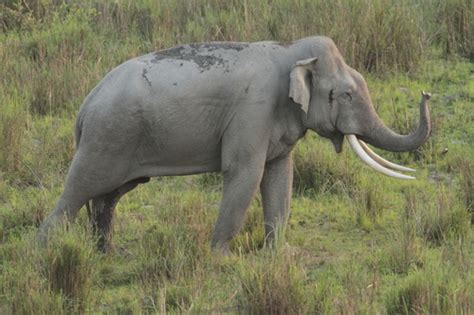 Elephants (Family Elephantidae) · iNaturalist