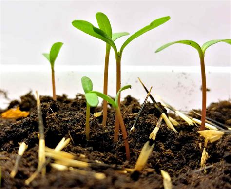 How To Properly Plant Marigold Seeds For Spring