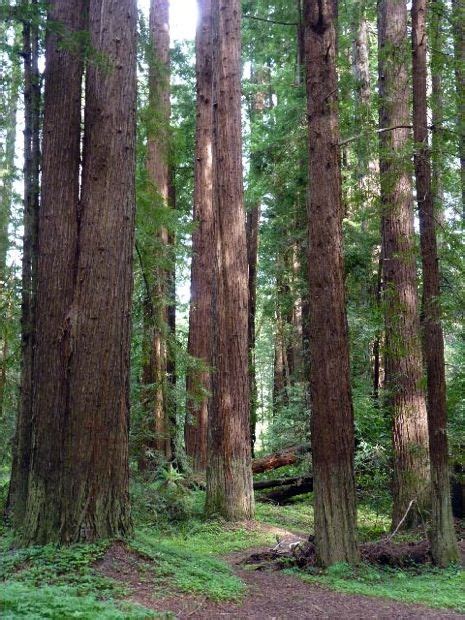 Navarro River Redwoods State Park In Mendocino County California The