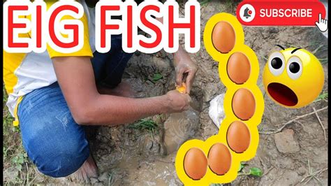 Best Hole Fishing Catch Fish By EEG Unbelievable Fishing