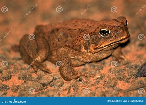 Cane Toad - Australia stock image. Image of north, park - 5895963