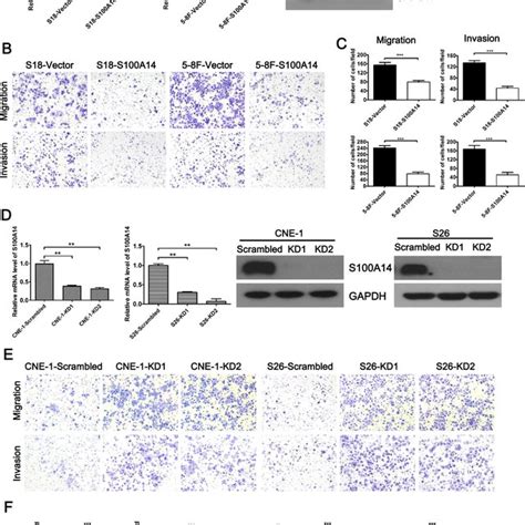 S A Suppresses The Migration And Invasion Of Npc Cells In Vitro A