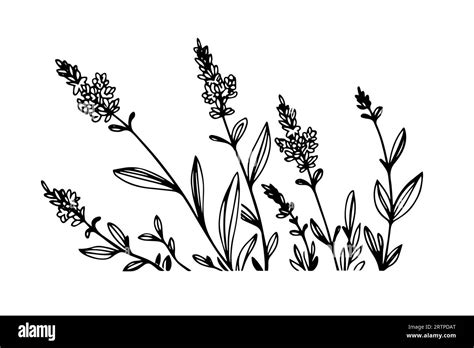 Floral Botanical Lavender Flower Hand Drawn Ink Sketch Vector