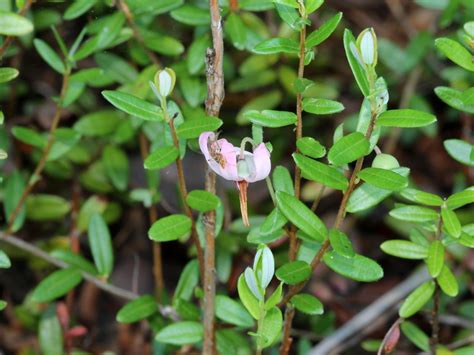 Vaccinium Macrocarpon American Cranberry Bearberry Cranberry Large