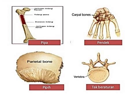 Sistem Rangka Pada Manusia Pengertian Fungsi Dan Jenis Tulang