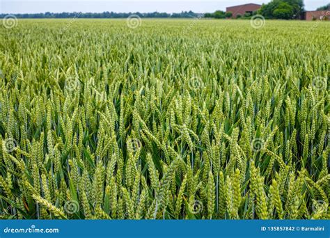 Bio Farming Unripe Green Wheat Plants Growing On Field Stock Photo