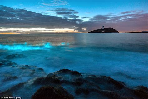 Otters And Science News Ocean Glows With Magical Blue Fog In Wales As