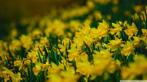 Daffodils Wallpaper (53+ pictures) - WallpaperSet