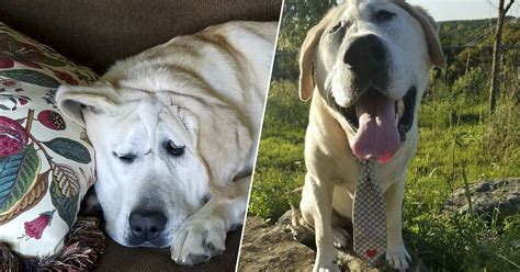 Dog Born With Facial Deformity Gets The Happy Life His Big Heart Deserves