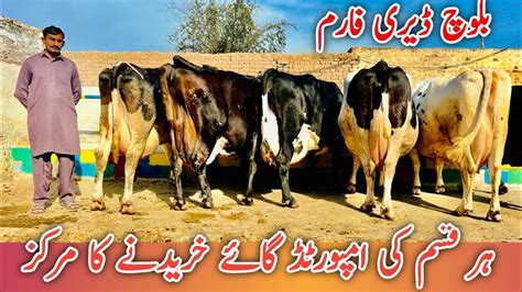 Baloch Dairy Farm Imported Cow For Sale In Punjab Jersey Cows