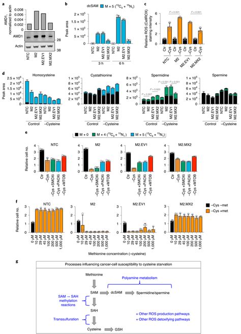 MTAP Status Is Linked To AMD1 Expression Polyamine Pathway Activity