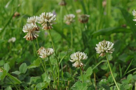 Wei Klee Trifolium Repens Blumen Und Natur