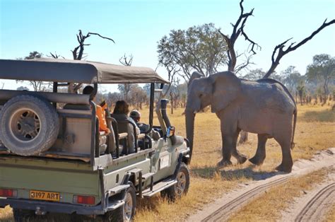 How To Visit Botswana On A Budget Including Incredible Safari