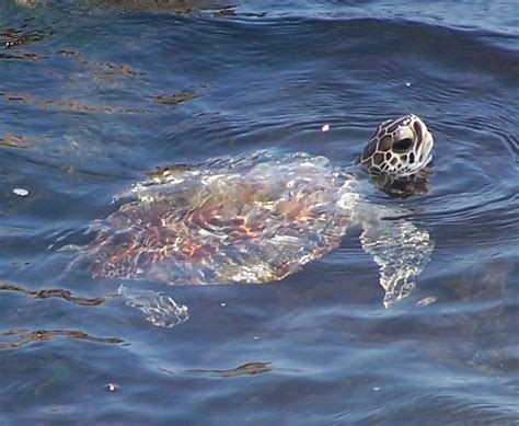 The Green Sea Turtle Padre Island National Seashore U S National