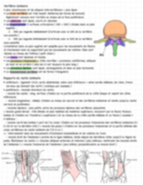 Solution Le Rachis Ue Anatomie Studypool