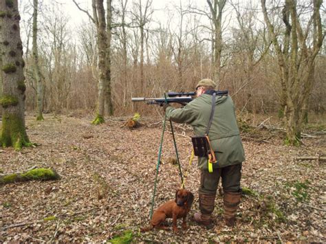 Dogs for Deer - An Introduction