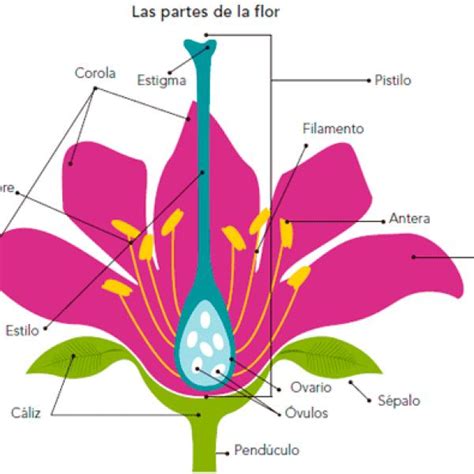 Print Crossword Puzzle LAS PARTES DE LAS PLANTAS biología 6º