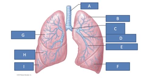 Ch22 Respiratory System Anatomy Flashcards Quizlet