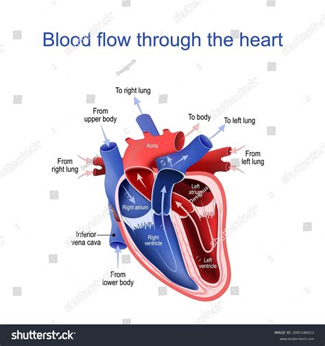 Circulation Blood Through Heart Cross Section Stock Vector (Royalty ...