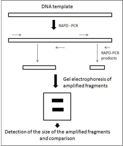 The Principle Of Rapd Pcr Technique Arrows Indicate Pr Open I