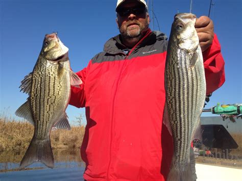 Pamlico River Stripers Capt Mitchell Blake Eastern Nc Fishing Guide