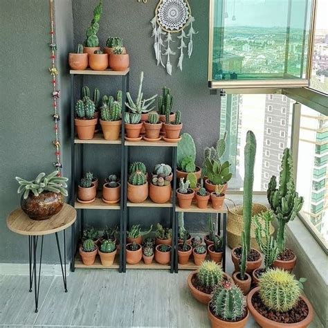 Pin By Za Uca De Rocha Aleixo On Plant Care Mini Cactus Garden