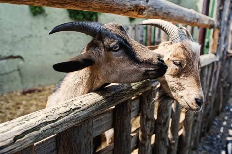 Goat Farming In Zimbabwe A Step By Step Guide For Beginners