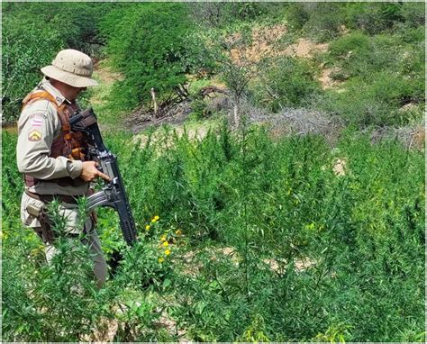 Plantação cerca de 15 mil pés de maconha é erradicada em Casa Nova