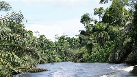 Fish Biotope Loango National Park Part One Fluval Usa