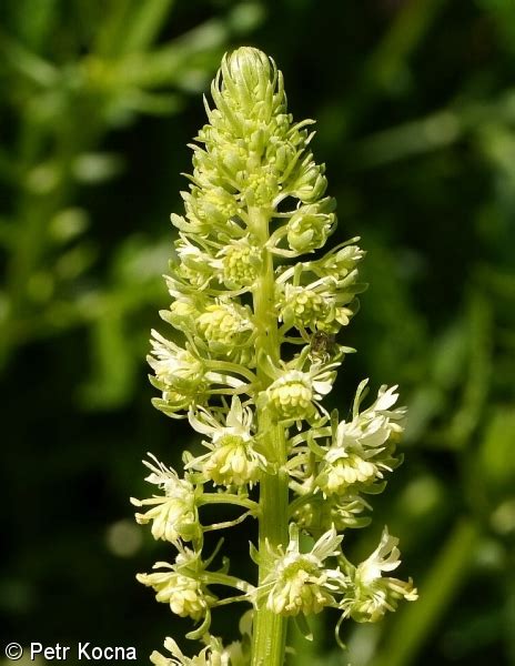 Reseda odorata – rýt vonný, rezeda vonná • Pladias: Databáze české ...