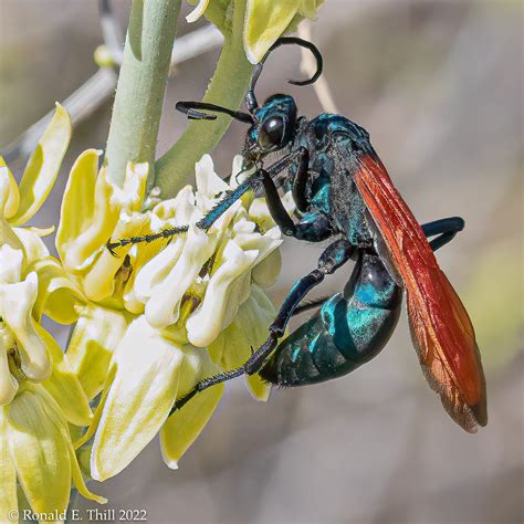 New World Tarantula Hawk Wasps Genus Pepsis On Rush Milk Flickr