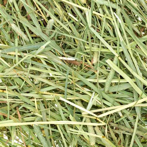 Timothy Hay Vs Orchard Grass For Rabbits A Comparison For Optimal