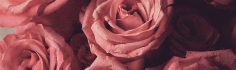 Rose Flower Meaning | Color, Symbolism & More