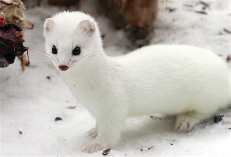 19 Facts About Weasel - Facts.net