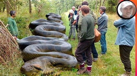 Cobras Gigantes Que Foram Capturadas No Brasil Youtube