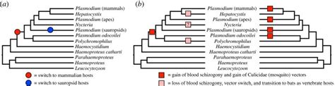 The Phylogenetic Hypothesis Presented Here Alters Our Understanding Of