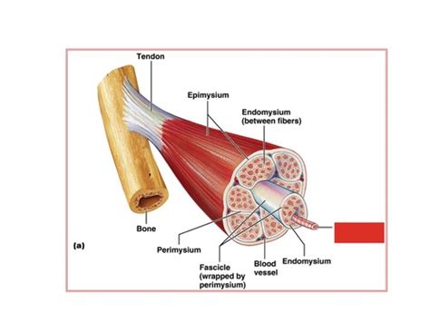 Anatomy Physiology Chapter Six The Muscle Fiber Flashcards