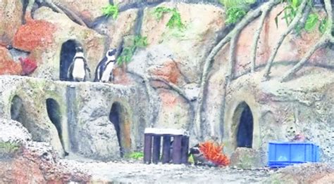 How to keep endangered penguins alive — replicate South African ...