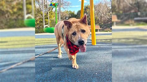 Senior Dog That Spent More Than 700 Days At Shelter Cant Hide