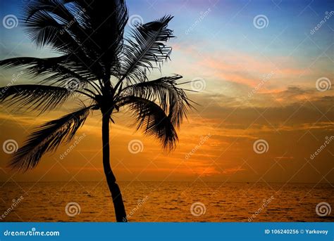 Las Palmeras Siluetean En La Playa Tropical De La Puesta Del Sol Puesta