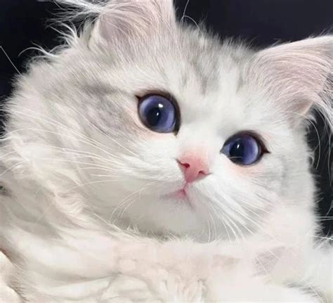 En Güzel Kediler | Cute cats, Cute animals, Cat aesthetic