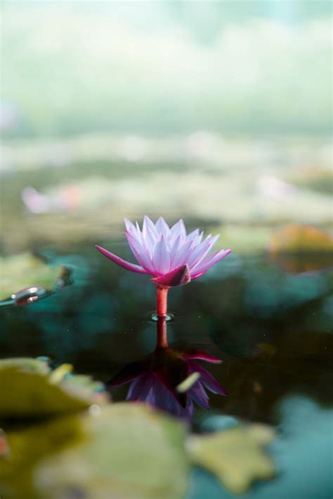 White Lotus Flower In Bloom Photo Free Hulhumalé Image On Unsplash