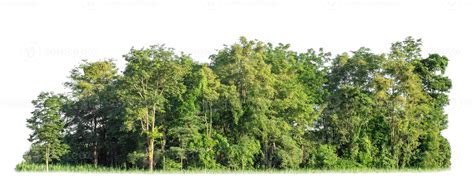 Green Trees Isolated On White Background Are Forest And Foliage In