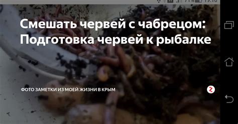 Смешать червей с чабрецом: Подготовка червей к рыбалке | Фото заметки ...