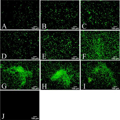 Formation Of The Mature Mixed Biofilms Of Candida Albicans And Candida