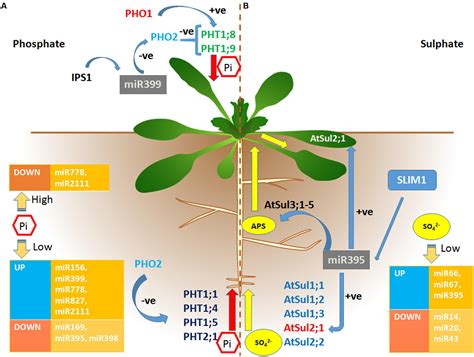 Frontiers Involvement Of Small Rnas In Phosphorus And Sulfur Sensing