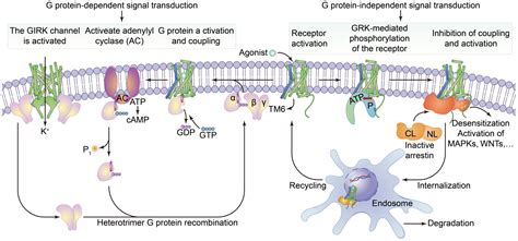 Membranes Free Full Text Specifically Targeted Transport Of Plasma Membrane Transporters